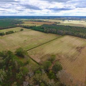 Photo of 54 Acres of Farm and Timber Land For Sale in Pitt County NC!