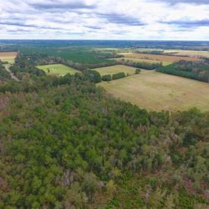 Photo of 54 Acres of Farm and Timber Land For Sale in Pitt County NC!