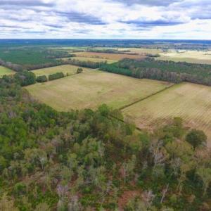 Photo of 54 Acres of Farm and Timber Land For Sale in Pitt County NC!