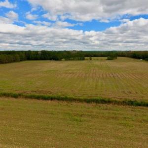 Photo of 54 Acres of Farm and Timber Land For Sale in Pitt County NC!