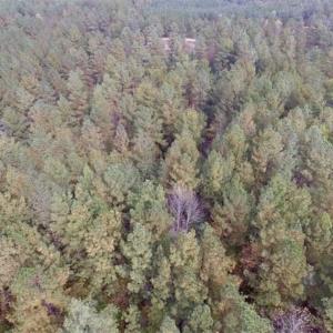 Photo of UNDER CONTRACT!!  21.2 Acres of Recreational and Hunting Land For Sale in Lunenburg County VA!