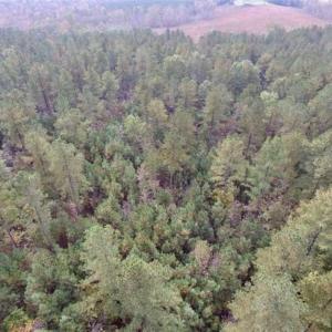 Photo of UNDER CONTRACT!!  21.2 Acres of Recreational and Hunting Land For Sale in Lunenburg County VA!