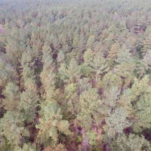 Photo of UNDER CONTRACT!!  21.2 Acres of Recreational and Hunting Land For Sale in Lunenburg County VA!