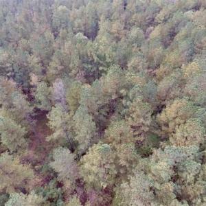 Photo of UNDER CONTRACT!!  21.2 Acres of Recreational and Hunting Land For Sale in Lunenburg County VA!