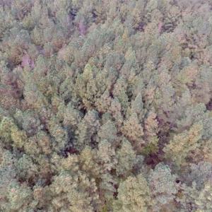 Photo of UNDER CONTRACT!!  21.2 Acres of Recreational and Hunting Land For Sale in Lunenburg County VA!