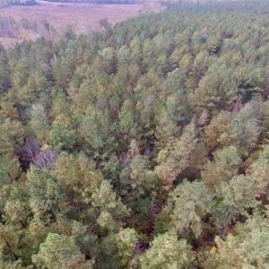 Photo of UNDER CONTRACT!!  21.2 Acres of Recreational and Hunting Land For Sale in Lunenburg County VA!