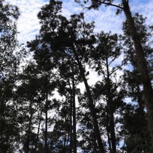 Photo of 67.95 +/- acres of Pasture and Forest Land For Sale In Robeson County NC!