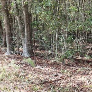 Photo of 67.95 +/- acres of Pasture and Forest Land For Sale In Robeson County NC!