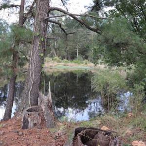 Photo of 67.95 +/- acres of Pasture and Forest Land For Sale In Robeson County NC!