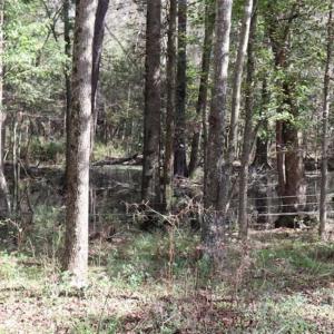 Photo of 67.95 +/- acres of Pasture and Forest Land For Sale In Robeson County NC!