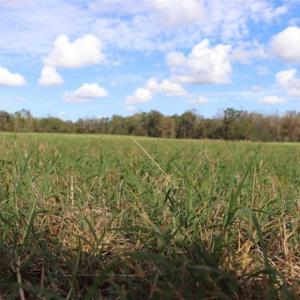 Photo of 67.95 +/- acres of Pasture and Forest Land For Sale In Robeson County NC!