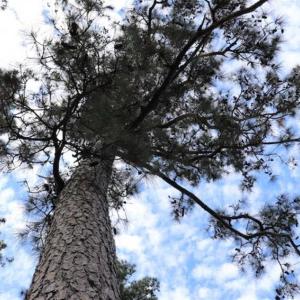 Photo of 67.95 +/- acres of Pasture and Forest Land For Sale In Robeson County NC!