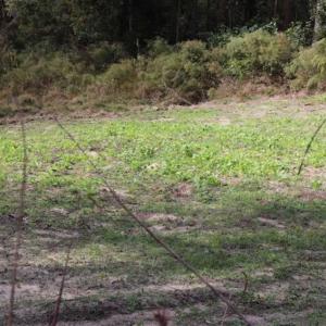 Photo of 67.95 +/- acres of Pasture and Forest Land For Sale In Robeson County NC!