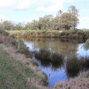 Photo of 67.95 +/- acres of Pasture and Forest Land For Sale In Robeson County NC!