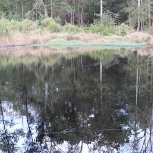 Photo of 67.95 +/- acres of Pasture and Forest Land For Sale In Robeson County NC!