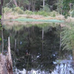 Photo of 67.95 +/- acres of Pasture and Forest Land For Sale In Robeson County NC!