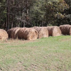 Photo of 67.95 +/- acres of Pasture and Forest Land For Sale In Robeson County NC!