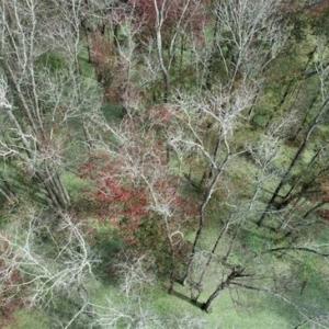 Photo of 67.95 +/- acres of Pasture and Forest Land For Sale In Robeson County NC!