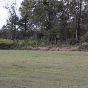 Photo of 67.95 +/- acres of Pasture and Forest Land For Sale In Robeson County NC!