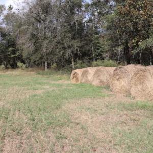 Photo of 67.95 +/- acres of Pasture and Forest Land For Sale In Robeson County NC!