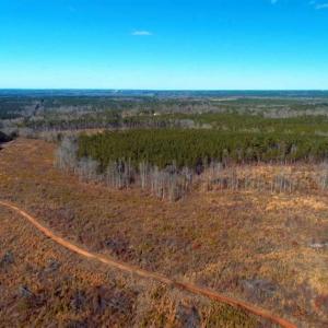 Photo of UNDER CONTRACT!  50 Acres of Hunting and Timber Land For Sale in Lee County NC!
