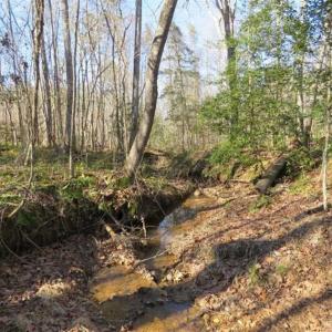 Photo of UNDER CONTRACT!  50 Acres of Hunting and Timber Land For Sale in Lee County NC!