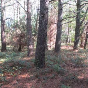 Photo of 1.47 acres of Residential Waterfront Land For Sale in Accomack County VA!
