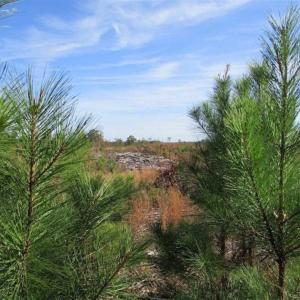 Photo of UNDER CONTRACT!!  46 acres of Recreational Timberland For Sale in King and Queen Co VA!