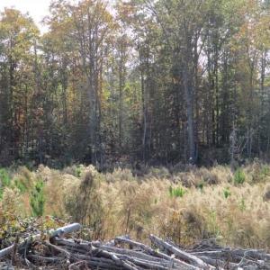 Photo of UNDER CONTRACT!!  46 acres of Recreational Timberland For Sale in King and Queen Co VA!