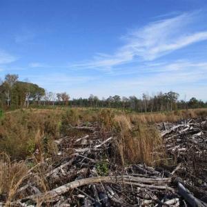 Photo of UNDER CONTRACT!!  46 acres of Recreational Timberland For Sale in King and Queen Co VA!