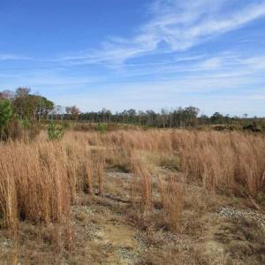 Photo of UNDER CONTRACT!!  46 acres of Recreational Timberland For Sale in King and Queen Co VA!