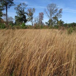 Photo of UNDER CONTRACT!!  46 acres of Recreational Timberland For Sale in King and Queen Co VA!