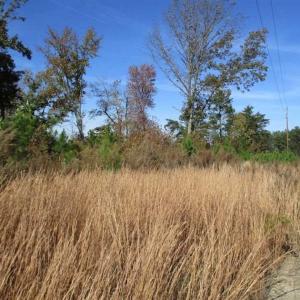 Photo of UNDER CONTRACT!!  46 acres of Recreational Timberland For Sale in King and Queen Co VA!