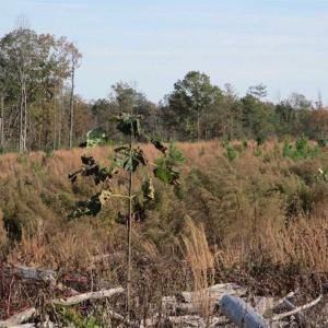 Photo of UNDER CONTRACT!!  46 acres of Recreational Timberland For Sale in King and Queen Co VA!