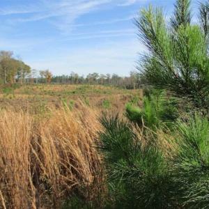 Photo of UNDER CONTRACT!!  46 acres of Recreational Timberland For Sale in King and Queen Co VA!