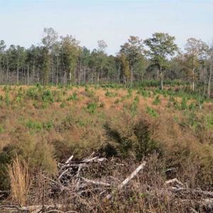 Photo of UNDER CONTRACT!!  46 acres of Recreational Timberland For Sale in King and Queen Co VA!