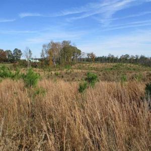 Photo of UNDER CONTRACT!!  46 acres of Recreational Timberland For Sale in King and Queen Co VA!