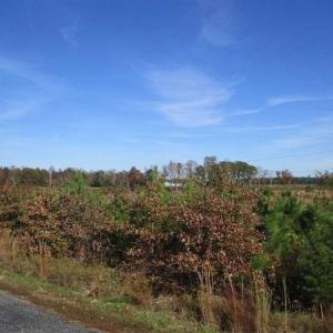 Photo of UNDER CONTRACT!!  46 acres of Recreational Timberland For Sale in King and Queen Co VA!