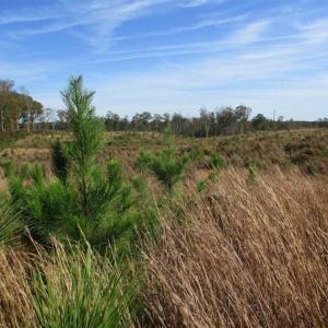 Photo of UNDER CONTRACT!!  46 acres of Recreational Timberland For Sale in King and Queen Co VA!
