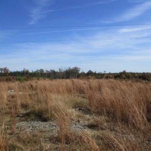 Photo of UNDER CONTRACT!!  46 acres of Recreational Timberland For Sale in King and Queen Co VA!