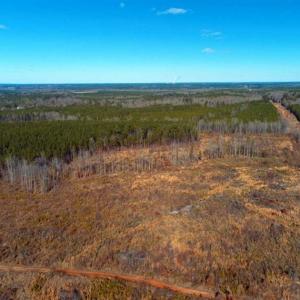Photo of UNDER CONTRACT!!  104 Acres of Hunting and Timber Land For Sale in Lee County NC!