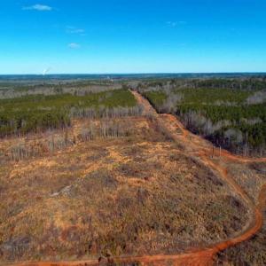 Photo of UNDER CONTRACT!!  104 Acres of Hunting and Timber Land For Sale in Lee County NC!