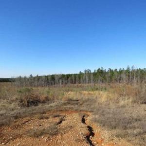 Photo of UNDER CONTRACT!!  104 Acres of Hunting and Timber Land For Sale in Lee County NC!