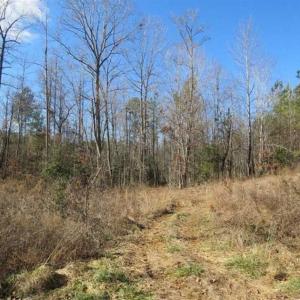 Photo of UNDER CONTRACT!!  104 Acres of Hunting and Timber Land For Sale in Lee County NC!