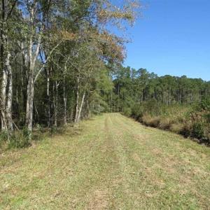 Photo of SOLD!!  327.5 acres of Hunting and Timberland for Sale in Bladen County NC!