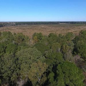Photo of SOLD!!  327.5 acres of Hunting and Timberland for Sale in Bladen County NC!