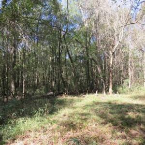 Photo of SOLD!!  327.5 acres of Hunting and Timberland for Sale in Bladen County NC!