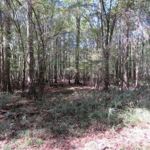 Photo of SOLD!!  327.5 acres of Hunting and Timberland for Sale in Bladen County NC!