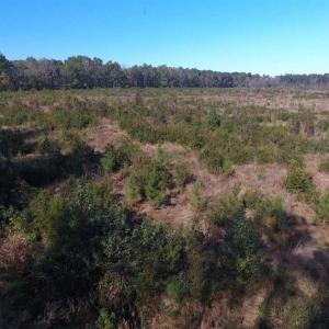 Photo of SOLD!!  327.5 acres of Hunting and Timberland for Sale in Bladen County NC!