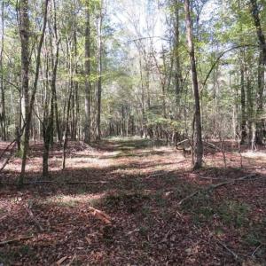 Photo of SOLD!!  327.5 acres of Hunting and Timberland for Sale in Bladen County NC!